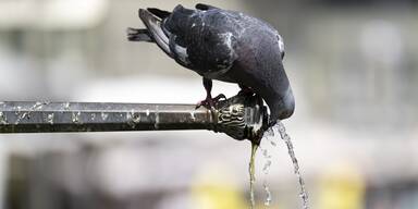 Neunkirchen-Trinkwasser muss nicht mehr abgekocht werden