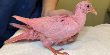 Wild Bird Fund/Facebook