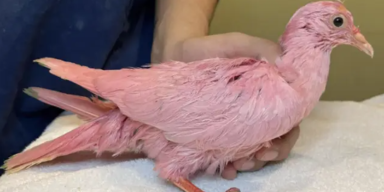 Phyllis Tseng/Wild Bird Fund/Facebook