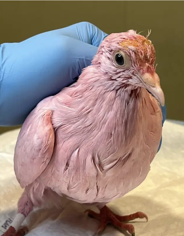 Phyllis Tseng/Wild Bird Fund/Facebook