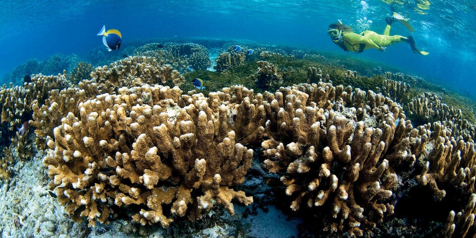 Tauchen im Korallenriff