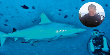 Tauchlehrer Hai