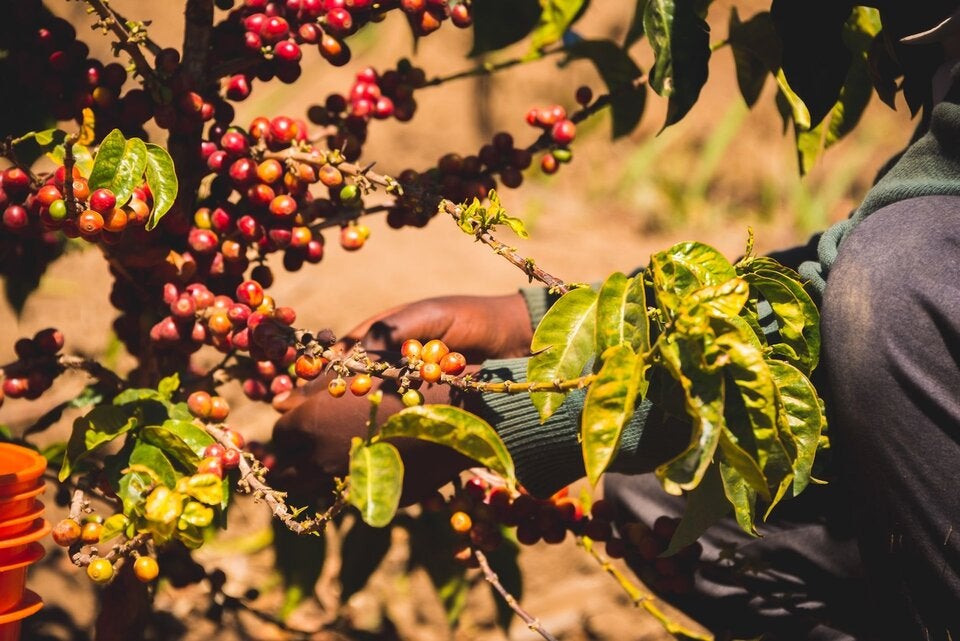 Schülerprojekt bringt nachhaltigen Kaffee aus Tansania nach Österreich
