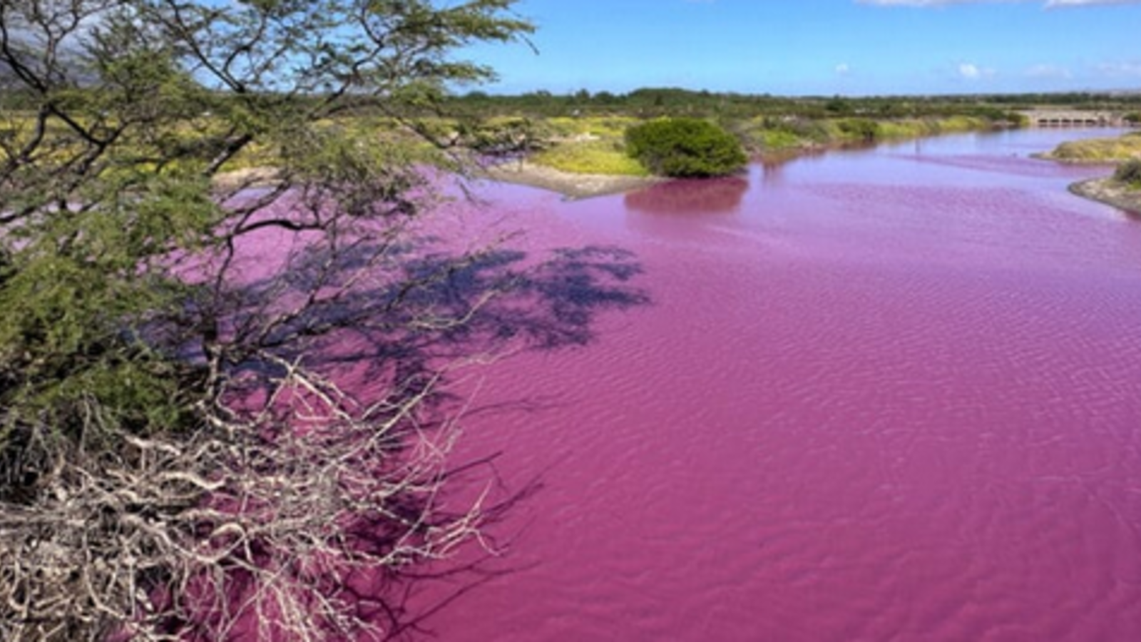 Darum färbt sich dieser Teich pink oe24.at