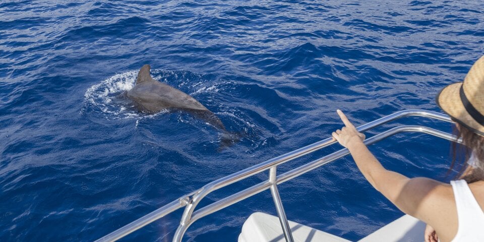 Teneriffa Walbeobachtung