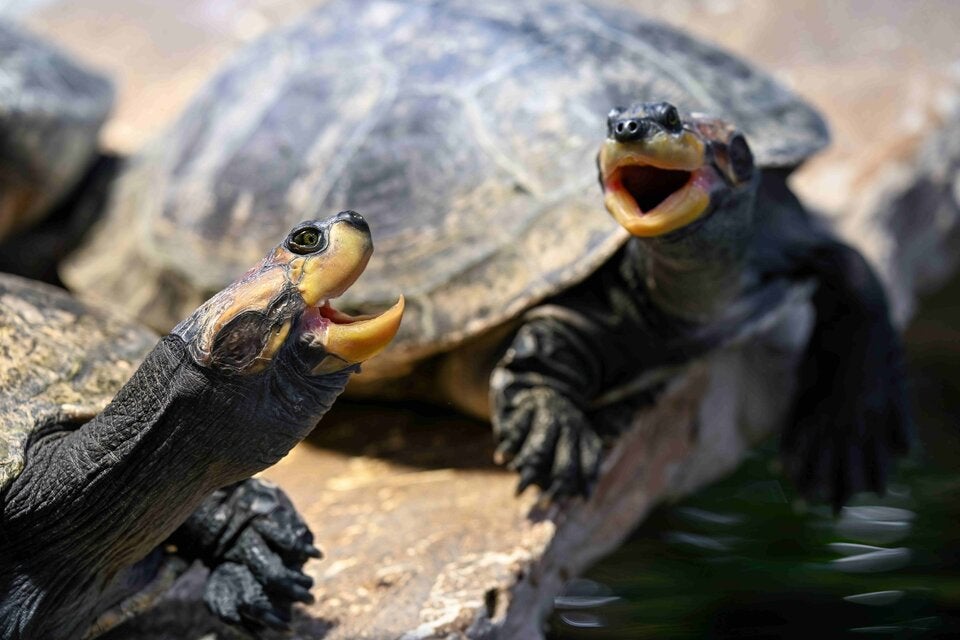 Terekay-Schienenschildkröten im Terrarium.