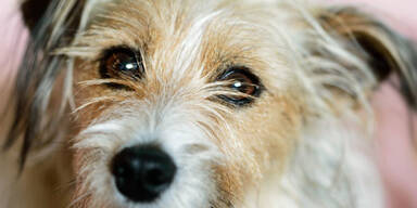 Herrchen rammt Hund Nagel in Schädel & gräbt ihn lebendig ein