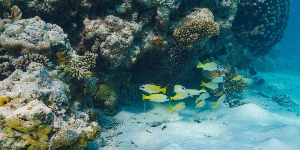 Die Malediven feiern 50 Jahre Tourismus