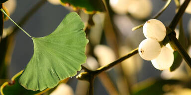 Therapie mit Mistel, Myrrhe und Ginkgo