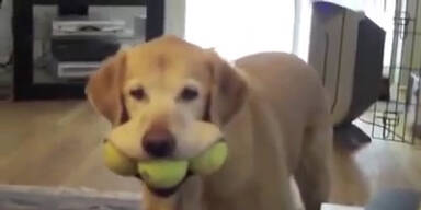 Der d&uuml;mmste Hund aller Zeiten