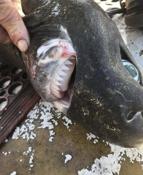 Instagram/Trapman_bermagui/