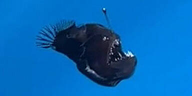 Forscher baff: Seltener Tiefsee-Fisch erstmals an Oberfläche gesichtet