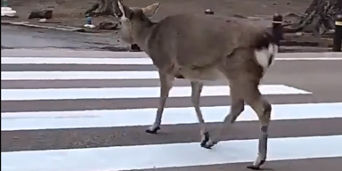 Gabriele Corno/Twitter