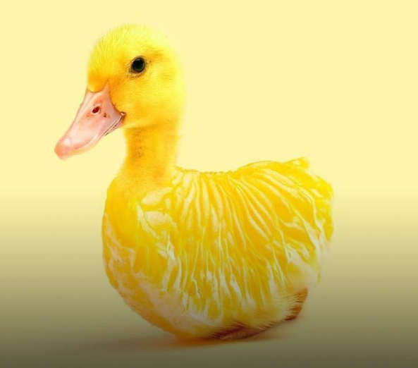 les.creatonautes/Instagram