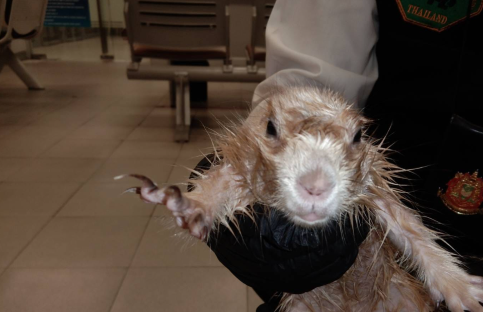 Facebook/กรมอุทยานแห่งชาติ สัตว์ป่า และพันธุ์พืช