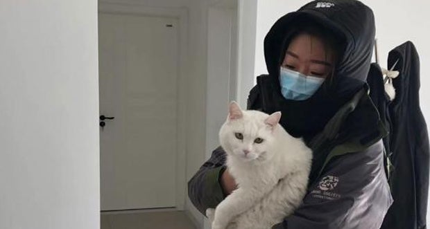 Coronavirus: Der einsame Tod der Hunde und Katzen