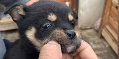 Coronavirus: Der einsame Tod der Hunde und Katzen