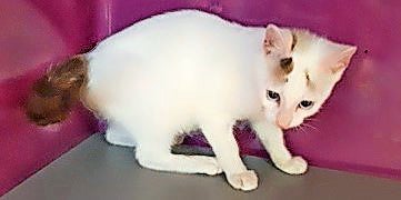 Brutaler Tierquäler ausgeforscht