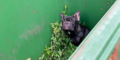 Brutaler Tierqu&auml;ler ausgeforscht