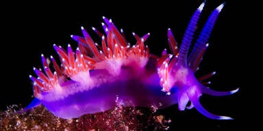 Sensationeller Tiefsee-Fund: Forscher stoßen auf 30 bisher unbekannte Tierarten