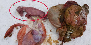 Jäger schnitten Tierbaby aus Hirschkuh