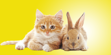 Corona-Boom: Schon 4 Millionen Haustiere