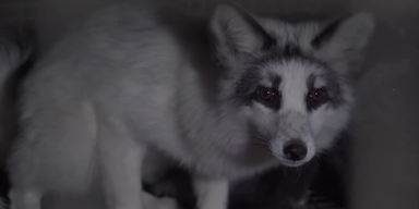 Tierfreundliche Mode (2).png