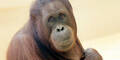 Orang-Utan Sol