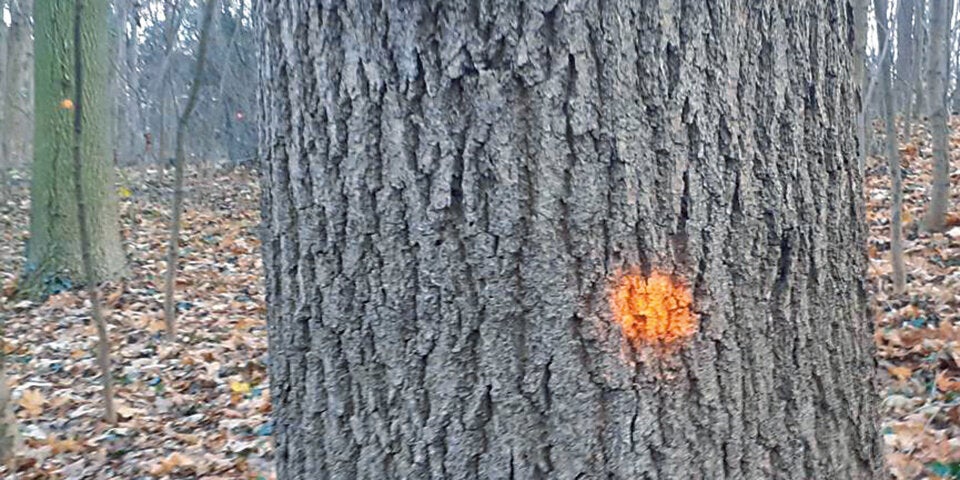 Tierpark: Großer Wirbel um Ausbau des Elefantengeheges