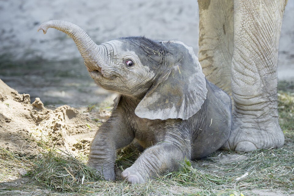 24 Mal Tierbaby: Der Schönbrunn Tiergartenkalender 2026