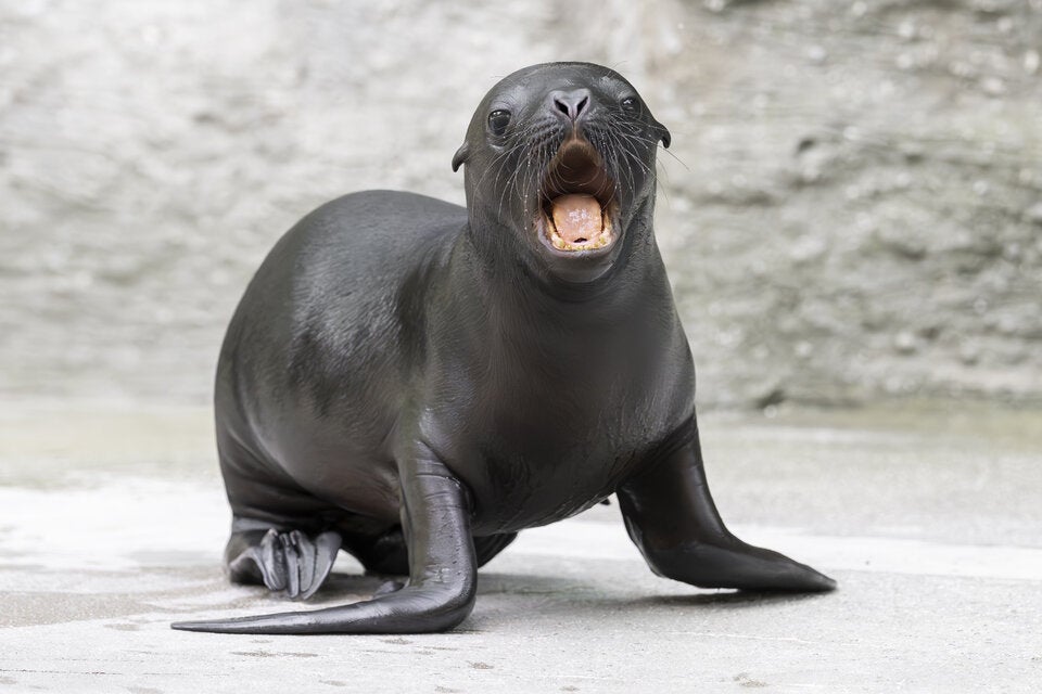 24 Mal Tierbaby: Der Schönbrunn Tiergartenkalender 2026