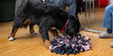 Therapiehund Holly bereichert den Alltag im PBZ Pottendorf