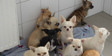 Tierheim Baden 2.PNG