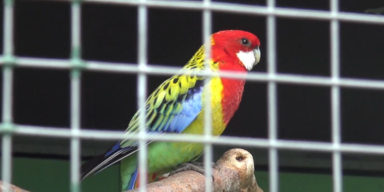 Tierpark Altenfelden ohne bb.PNG