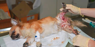 Sterbende Hündin in Keller gesperrt