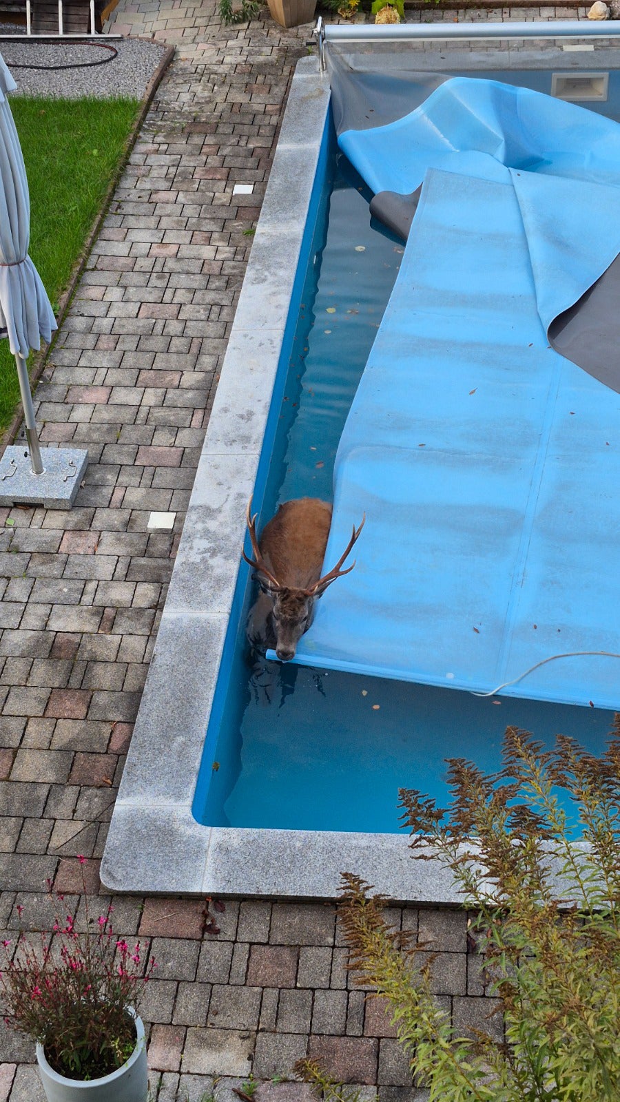 Hirsch im Pool Tirol