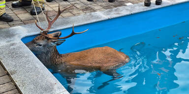 Hirsch im Pool Tirol