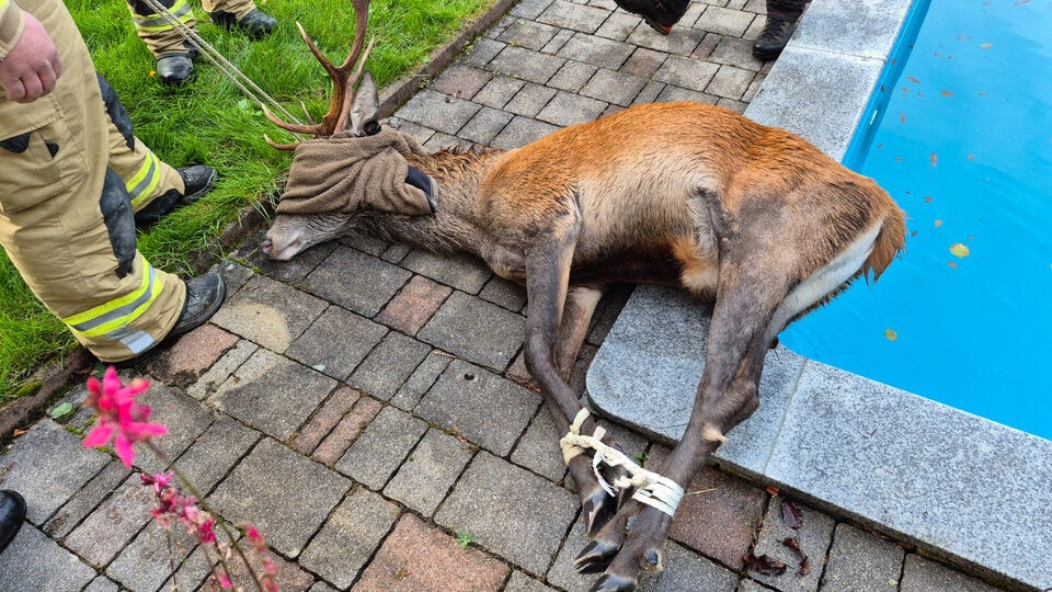 Hirsch im Pool Tirol