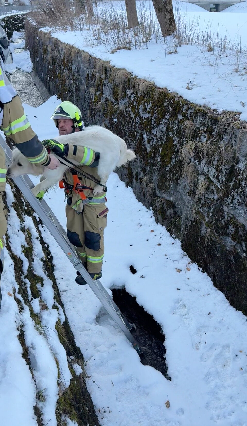 Die alarmierten Feuerwehrleute retteten den Vierbeiner.