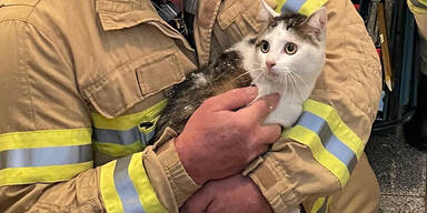 Feuerwehr rettet eingeklemmter Katze das Leben