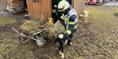 Schafe gerettet Kramsach