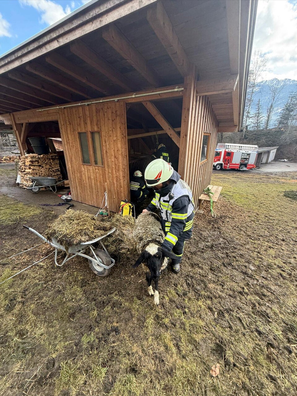 Schafe gerettet Kramsach