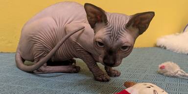 Weitere Qualzucht-Opfer: Tierschutz Austria kritisiert Regierung