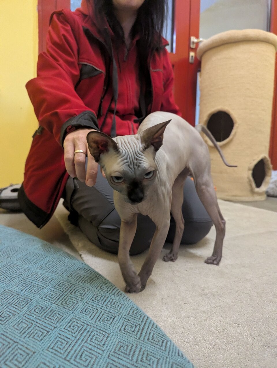 Weitere Qualzucht-Opfer: Tierschutz Austria kritisiert Regierung