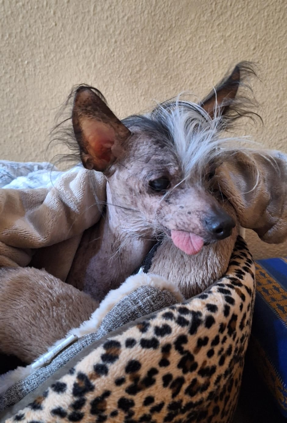 Weitere Qualzucht-Opfer: Tierschutz Austria kritisiert Regierung