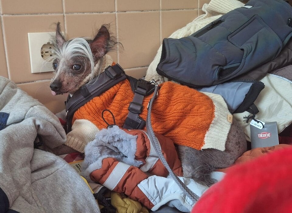 Weitere Qualzucht-Opfer: Tierschutz Austria kritisiert Regierung