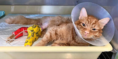 Katze nach Sturz notoperiert