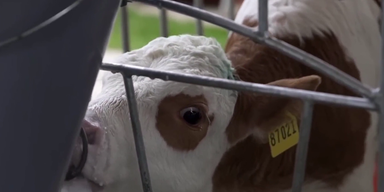 Tiertransporte (1).png
