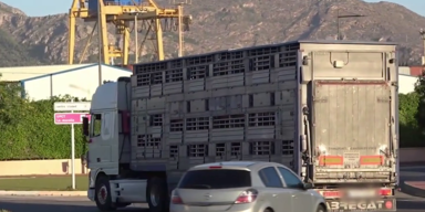 Tiertransporte (1).png