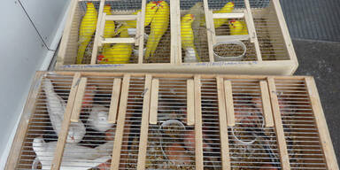 Tiertransporte Nickelsdorf